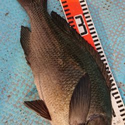 シースナイパー海龍 釣果