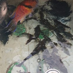 シースナイパー海龍 釣果