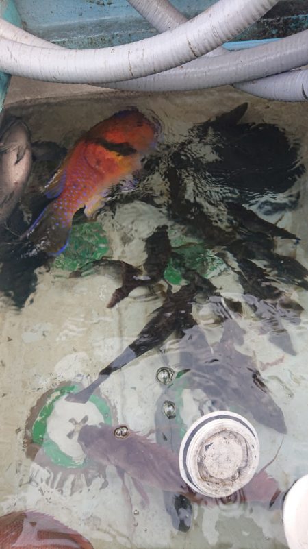 シースナイパー海龍 釣果