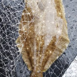 第二龍勢丸 釣果