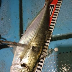 シースナイパー海龍 釣果