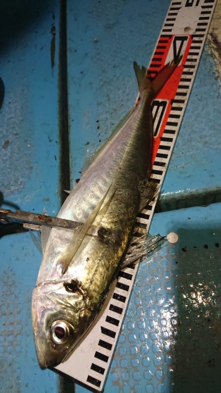 シースナイパー海龍 釣果