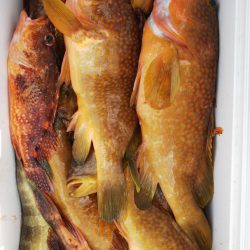 第二龍勢丸 釣果