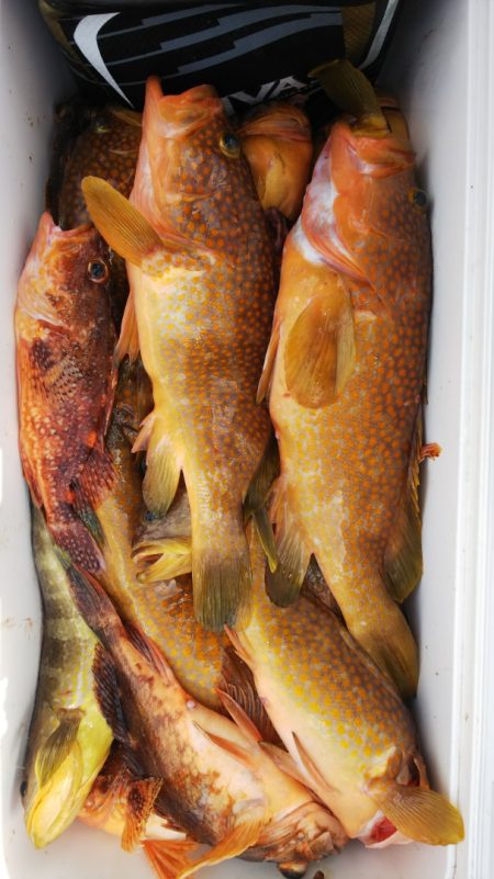 第二龍勢丸 釣果