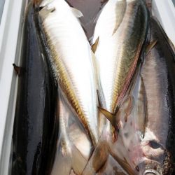 金沢八景鴨下丸 釣果