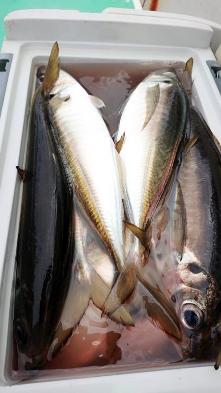 金沢八景鴨下丸 釣果