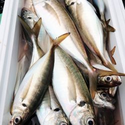 金沢八景鴨下丸 釣果