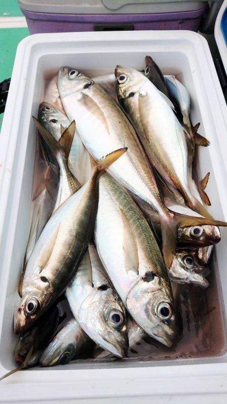 金沢八景鴨下丸 釣果