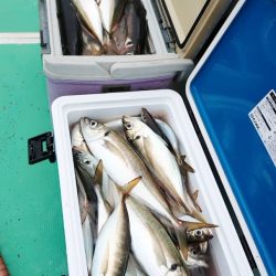 金沢八景鴨下丸 釣果