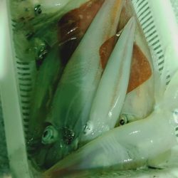 LUSTER『ラスター』 釣果