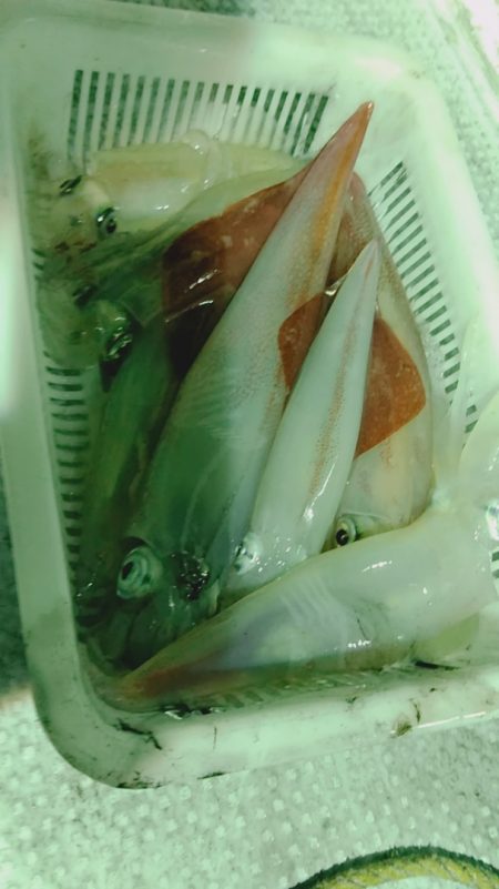 LUSTER『ラスター』 釣果