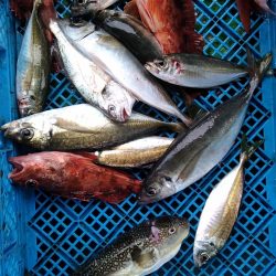 小島丸 釣果