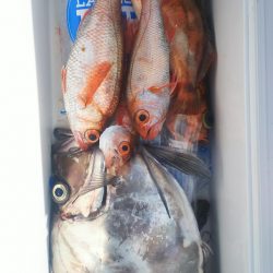 ブルドック 釣果