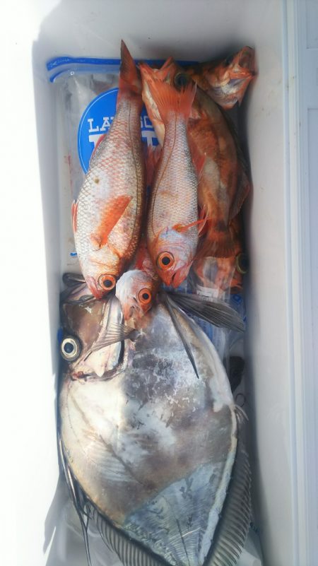 ブルドック 釣果