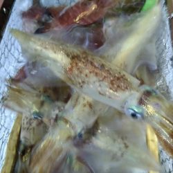 LUSTER『ラスター』 釣果