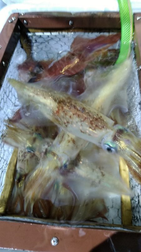 LUSTER『ラスター』 釣果