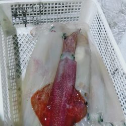 LUSTER『ラスター』 釣果