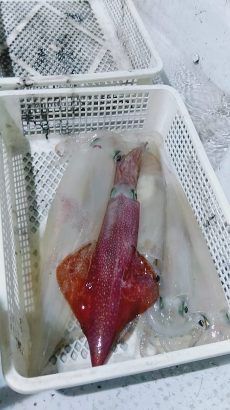 LUSTER『ラスター』 釣果