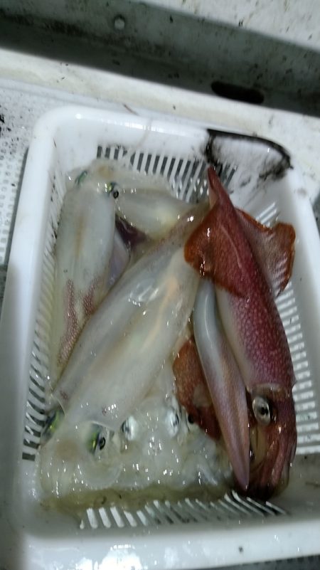 LUSTER『ラスター』 釣果