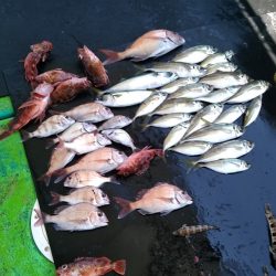 小島丸 釣果