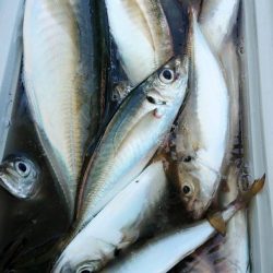 金沢八景鴨下丸 釣果