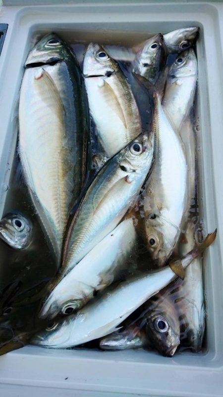 金沢八景鴨下丸 釣果