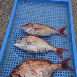 第三共栄丸 釣果