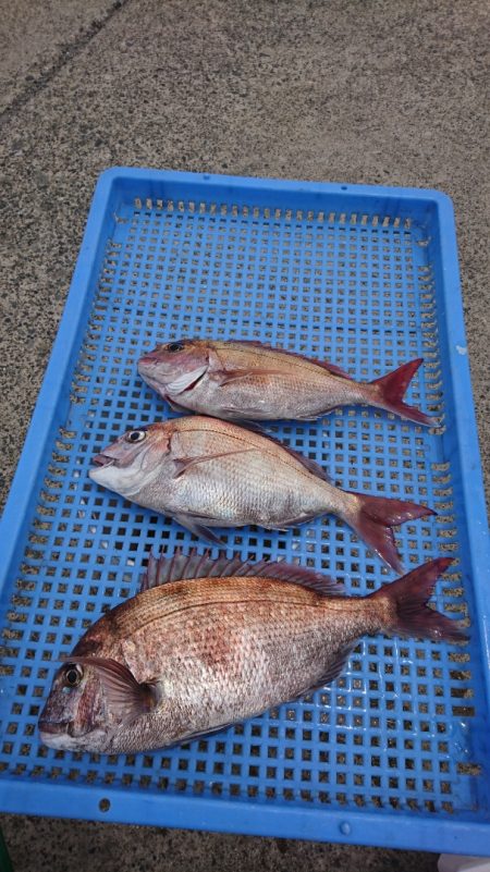 第三共栄丸 釣果