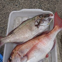 第三共栄丸 釣果