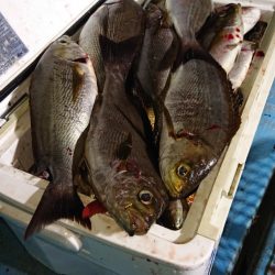 シースナイパー海龍 釣果