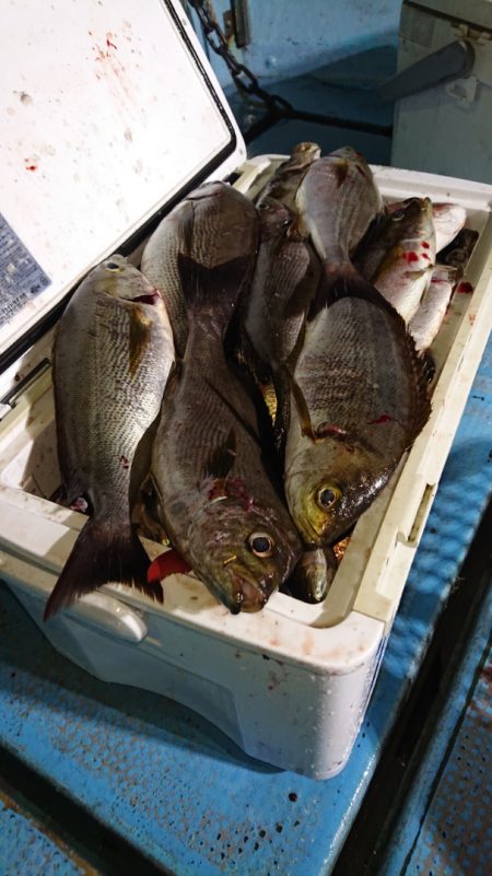 シースナイパー海龍 釣果