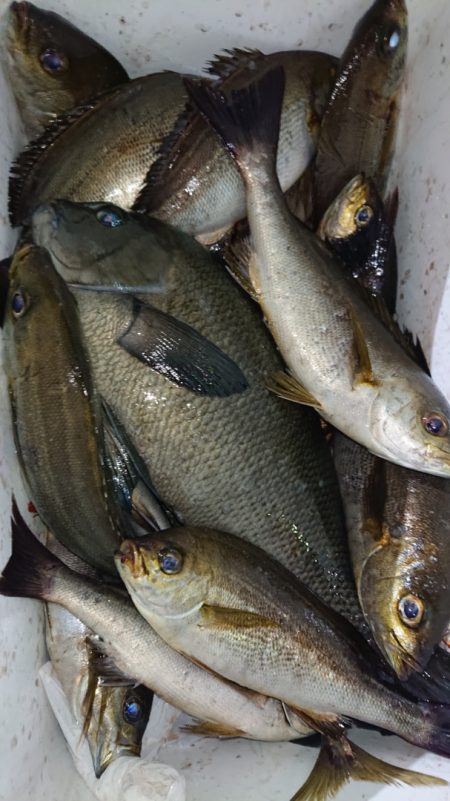 シースナイパー海龍 釣果