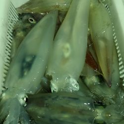 LUSTER『ラスター』 釣果