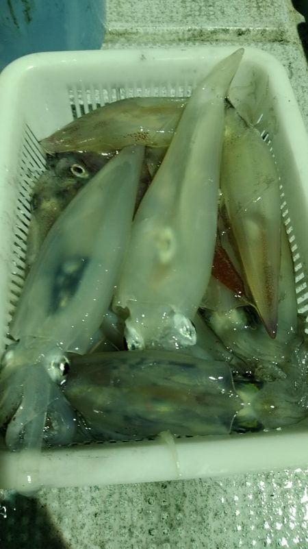 LUSTER『ラスター』 釣果