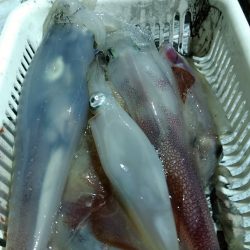 LUSTER『ラスター』 釣果