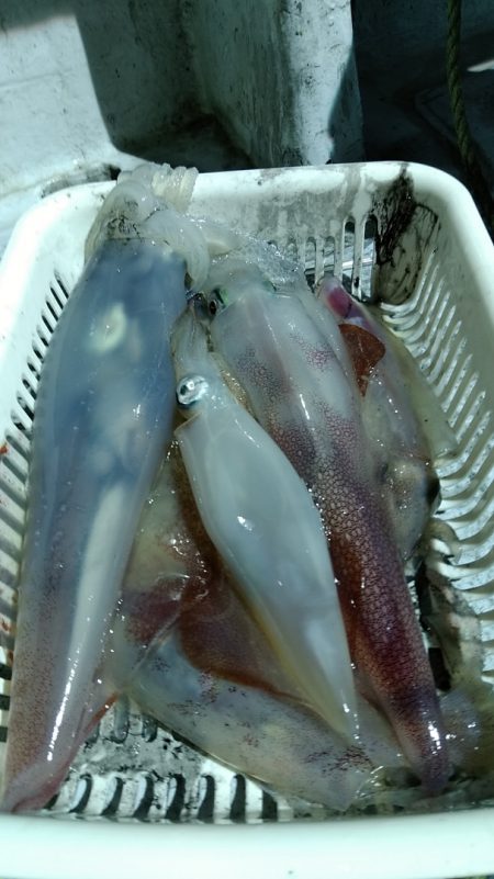 LUSTER『ラスター』 釣果