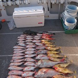 ARCADIAⅡ (アルカディアⅡ) 釣果