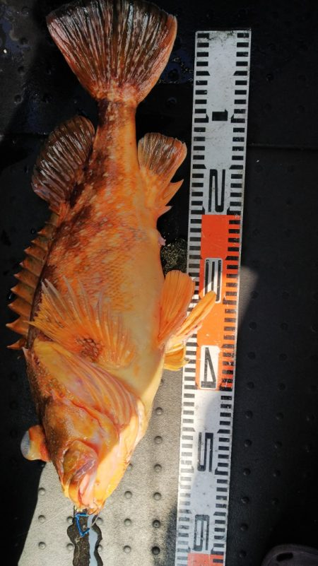 第二龍勢丸 釣果