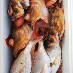 第二龍勢丸 釣果