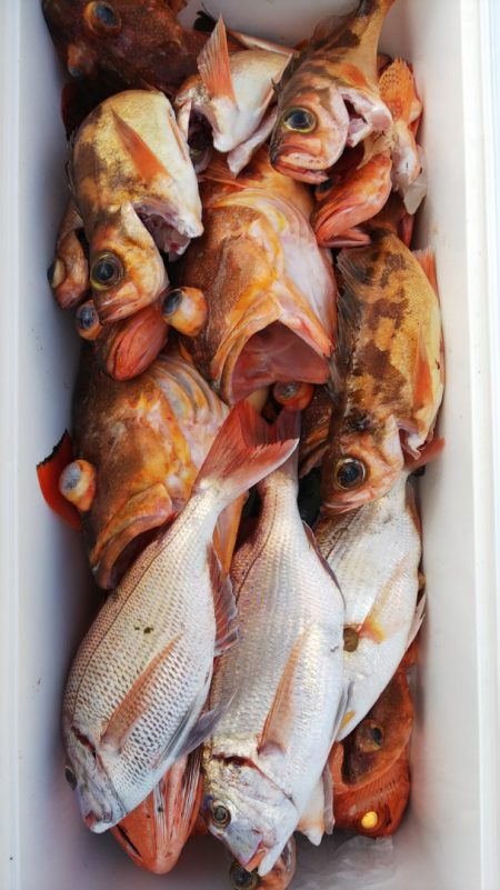 第二龍勢丸 釣果