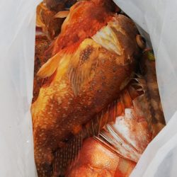 第二龍勢丸 釣果