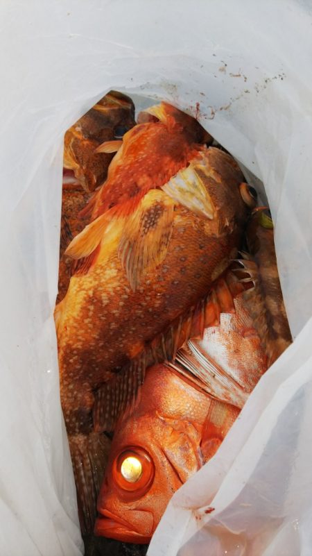 第二龍勢丸 釣果