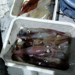 LUSTER『ラスター』 釣果