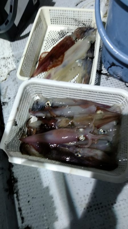 LUSTER『ラスター』 釣果