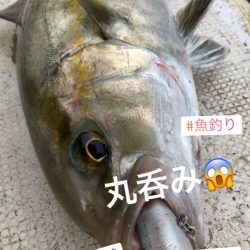 龍神丸(鹿児島) 釣果