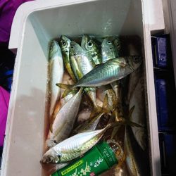 海龍丸(石川) 釣果