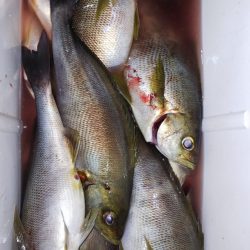 第二龍勢丸 釣果