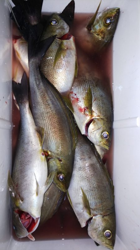 第二龍勢丸 釣果