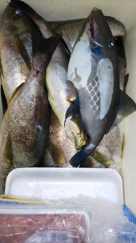 第二龍勢丸 釣果