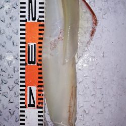 第二龍勢丸 釣果